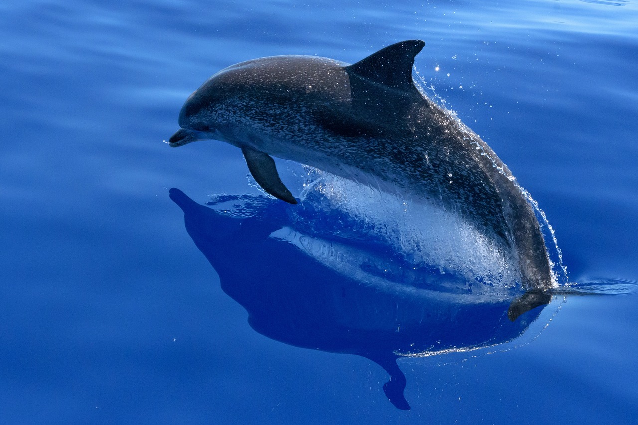 dolphin, sea, marine mammals-2709809.jpg